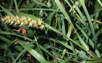 Cenchrus echinatus L. 蒺藜草