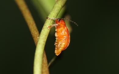 Zeugophora ruficollis (Chujo, 1932) 大褐盾胸金花蟲