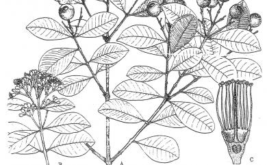 Syzygium buxifolium Hook. & Arn. 小葉赤楠