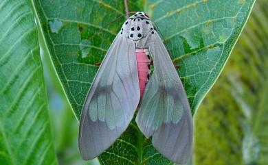 Amerila astrea (Drury, 1773) 閃光玫燈蛾