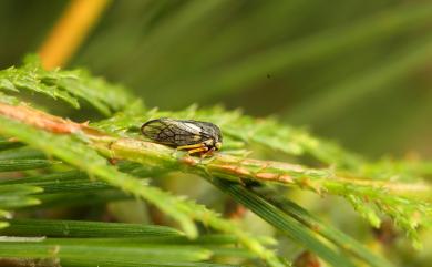 Tricentrus gracilis (Kato, 1928) 細長三刺角蟬