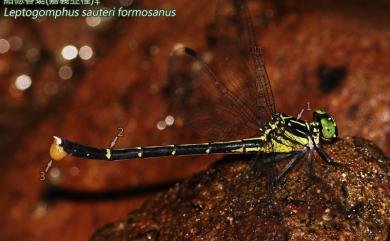 Leptogomphus sauteri formosanus Matsumura, 1926 紹德春蜓嘉義亞種