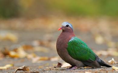 Chalcophaps indica (Linnaeus, 1758) 翠翼鳩