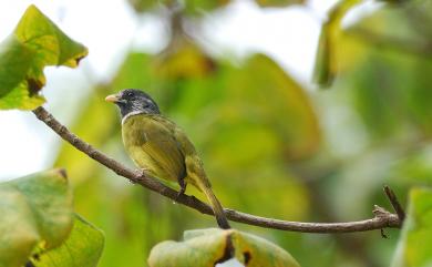 Spizixos semitorques cinereicapillus (Swinhoe, 1871) 白環鸚嘴鵯(台灣亞種)