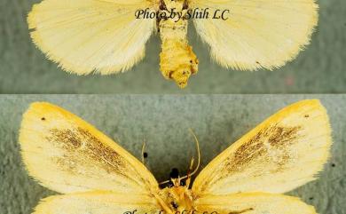 Stigmatophora flava (Bremer, 1852) 黃痣苔蛾