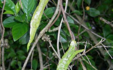 Dioscorea japonica var. oldhamii R.Knuth 細葉野山藥