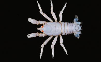 Munidopsis bispinoculata Baba, 1988 雙眼刺仿刺鎧蝦