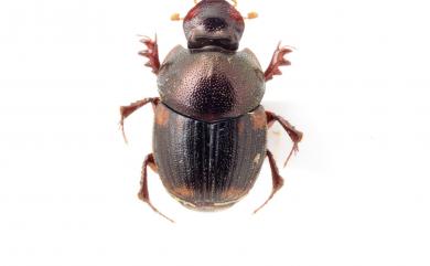 Onthophagus proletarius Harold, 1875 普羅駝渫蜣