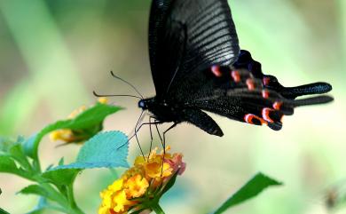 Papilio bianor thrasymedes Fruhstorfer, 1909 翠鳳蝶