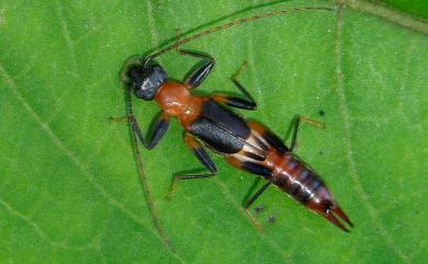 Diplatys flavicollis Shiraki, 1907 草黃尾螋