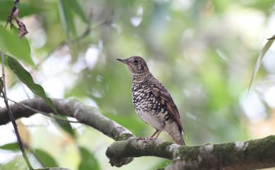 Zoothera dauma dauma (Latham, 1790) 虎斑地鶇(台灣留鳥)