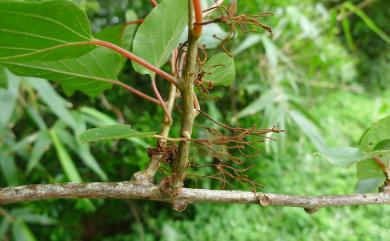 Actinidia rufa (Siebold & Zucc.) Planch. ex Miq. 山梨獼猴桃