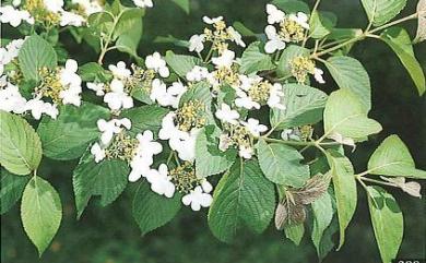 Viburnum plicatum var. formosanum Y.C.Liu & C.H.Ou 臺灣蝴蝶戲珠花