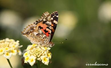 Vanessa cardui (Linnaeus, 1758) 小紅蛺蝶