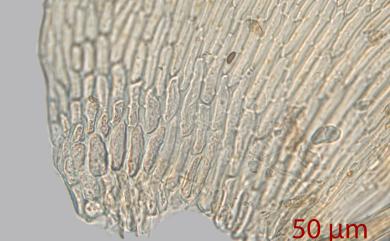 Aerobryopsis subdivergens (Broth.) Broth., 1906 大灰氣苔