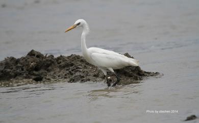 Egretta eulophotes (Swinhoe, 1860) 唐白鷺