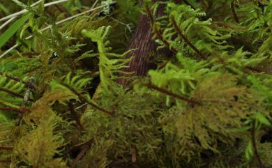 Boletellus 條孢牛肝菌屬