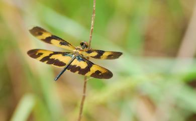 Rhyothemis variegata arria 彩裳蜻蜓