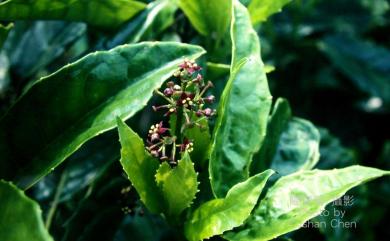 Aucuba japonica Thunb. 東瀛珊瑚