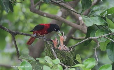 Oriolus traillii ardens 朱鸝