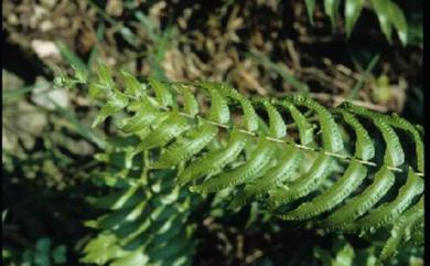 Nephrolepis biserrata (Sw.) Schott 長葉腎蕨