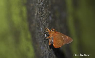 Burara jaina formosana (Fruhstorfer, 1911) 橙翅傘弄蝶