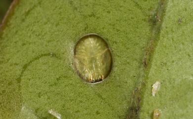 Trioza magnicauda (Crawford, 1919) 楊氏短翅叉木蝨