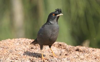 Acridotheres cristatellus formosanus Hartert, 1912 八哥(台灣亞種)