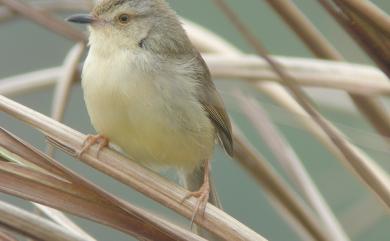 Prinia inornata flavirostris (Swinhoe, 1863) 褐頭鷦鶯(台灣亞種)