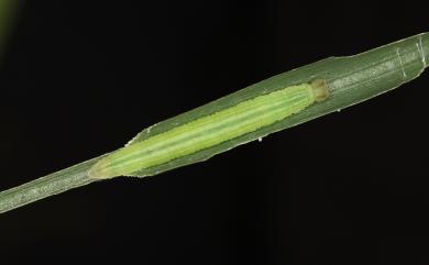 Ampittia dioscorides etura (Mabille, 1891) 小黃星弄蝶
