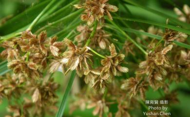 Cyperus involucratus 輪傘莎草