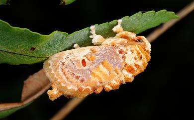 Demonarosa rufotessellata subrosea (Wileman, 1915) 豔刺蛾