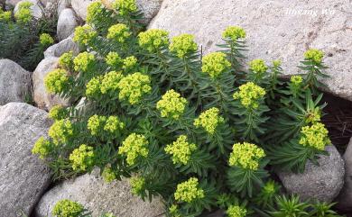 Euphorbia jolkini Boiss., 1860 岩大戟