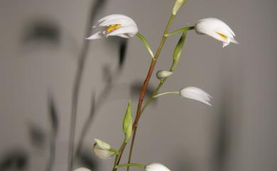 Bletilla formosana (Hayata) Schltr. 臺灣白及