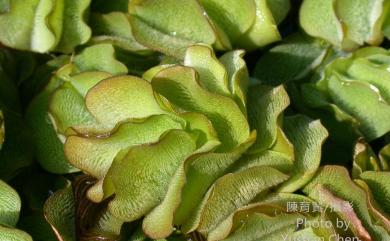 Salvinia molesta 人厭槐葉蘋