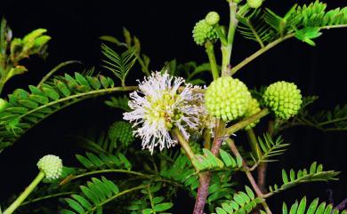 Leucaena leucocephala (Lam.) de Wit 銀合歡