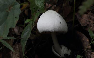 Volvariella 小包脚菇屬