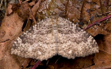 Triphosa praesumtiosa Prout, 1941 條紋節脈波尺蛾