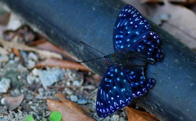 Dichorragia nesimachus formosanus Fruhstorfer, 1909 流星蛺蝶