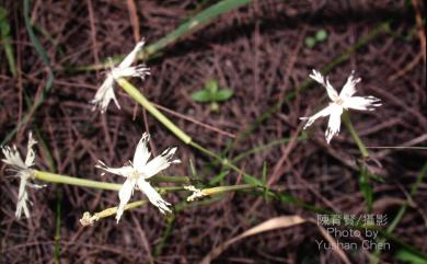 Silene fissipetala var. kiiruninsularis (Masam.) Veldkamp 基隆蠅子草