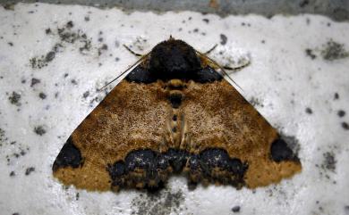 Sypnoides pannosa Moore, 1882