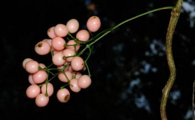 Paratinospora dentata 恆春青牛膽