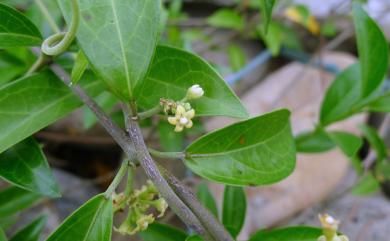 Gymnema sylvestre 武靴藤