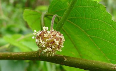 Broussonetia monoica Hance 小構樹