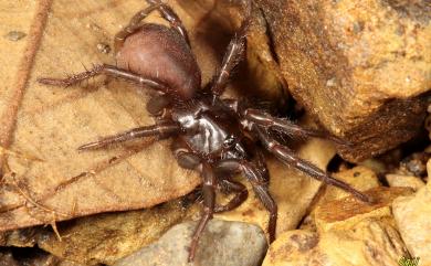 Vacrothele taiwanensis (Shimojana & Haupt, 1998) 臺灣長尾蛛