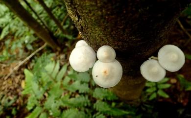 Pluteus 光柄菇屬