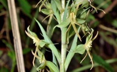 Habenaria stenopetala 狹辦玉鳳蘭