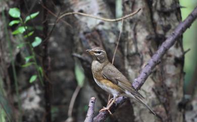 Turdus obscurus J. F. Gmelin, 1789 白眉鶇