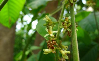 Sandoricum koetjape (Burm.f.) Merr. 山陀兒