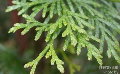 Calocedrus macrolepis var. formosana (Florin) W.C.Cheng & L.K.Fu 臺灣肖楠